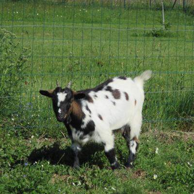 Les animaux de la mini-ferme