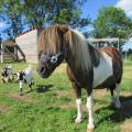 La ponette shetland et les chèvres naines